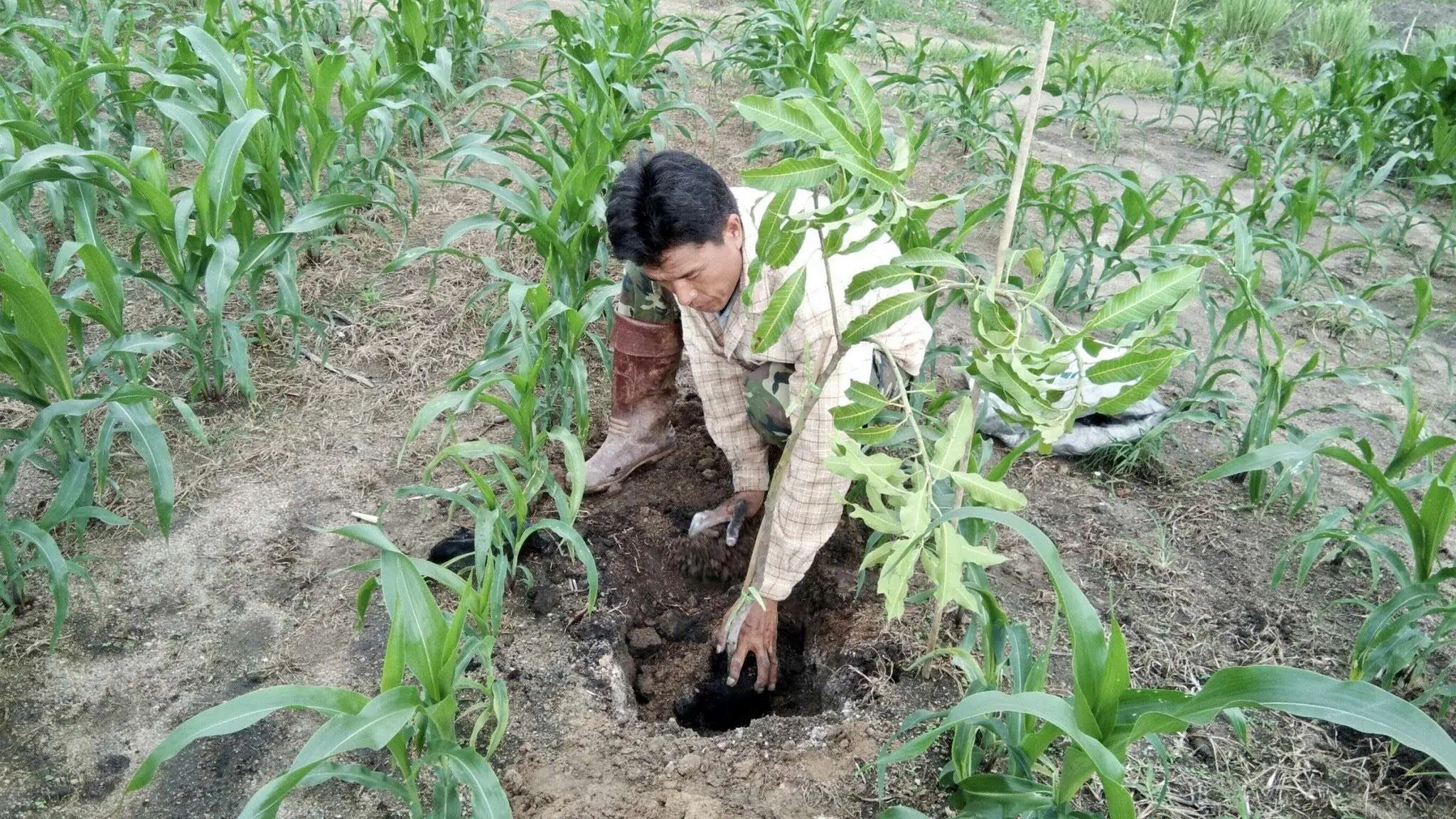 Biochar that can be used as a soil additive to improve soil quality and water retention